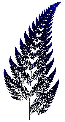 Fern Picture